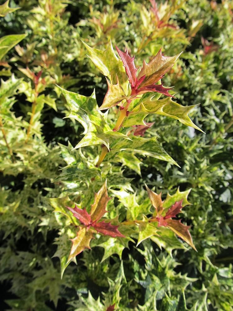 Anal semiz eshak video Raqqosning jinsiy pozitsiyasi